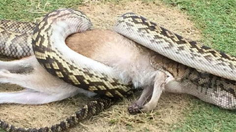 Snake eats Wallaby