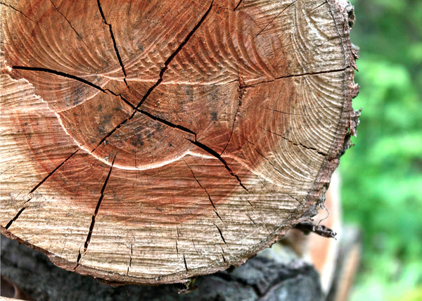 Cracked hardwood log