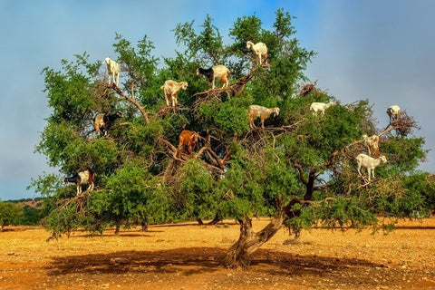 argan tree with goats