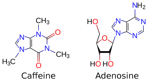 caffeine molecule