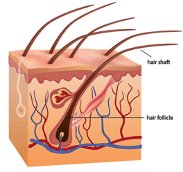 hair follicle diagram