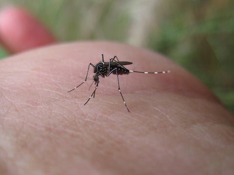 mosquito bites and Rosehip Oil