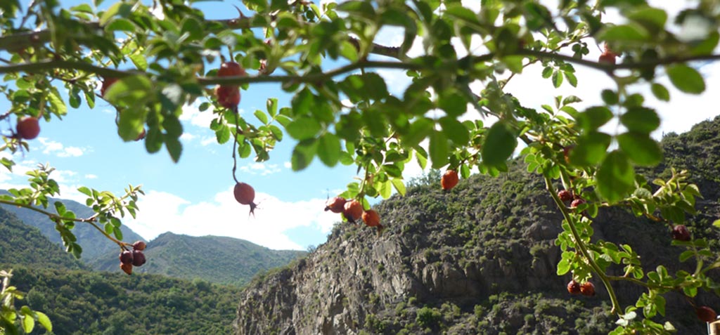 Rosehips in the Andes