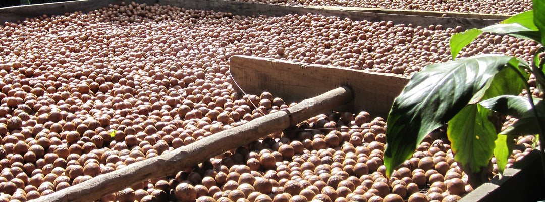 macadamia nut that they use for oil