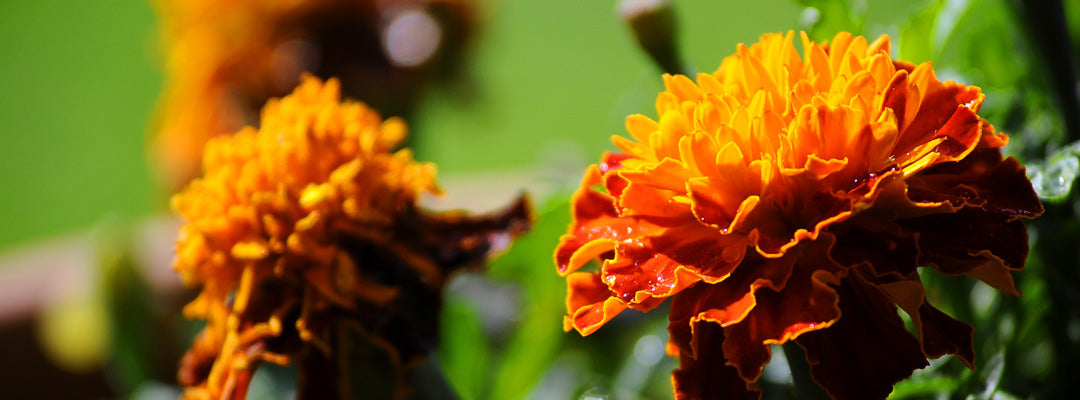 Marigold or Calendula officinalis