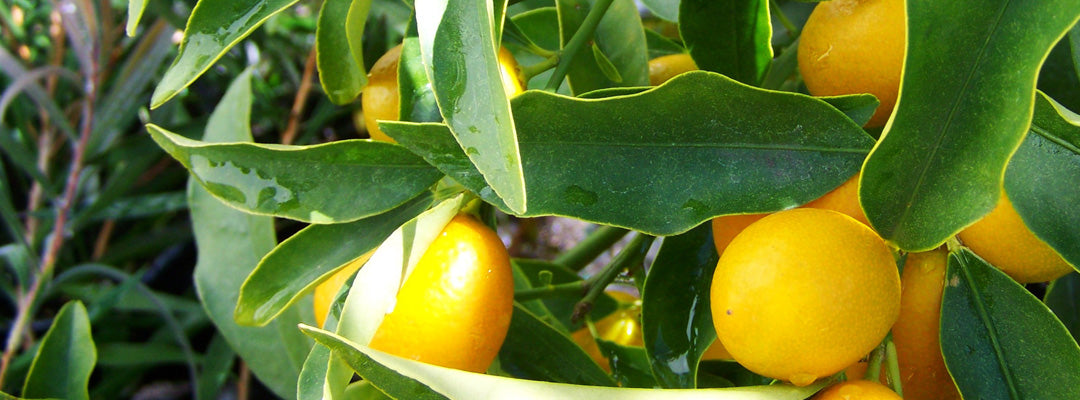 lemon extract for skincare