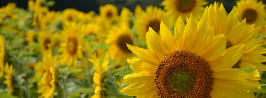 Sunflower Oil