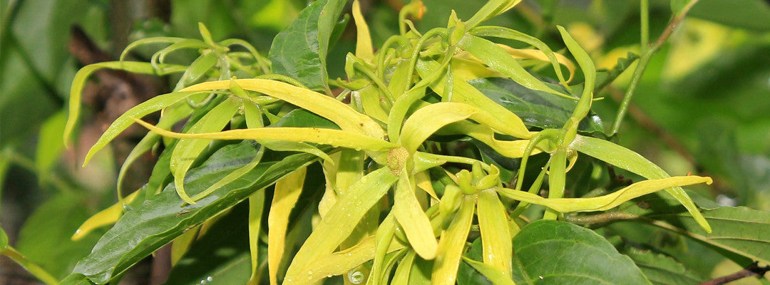 Ylang-Ylang flower tree