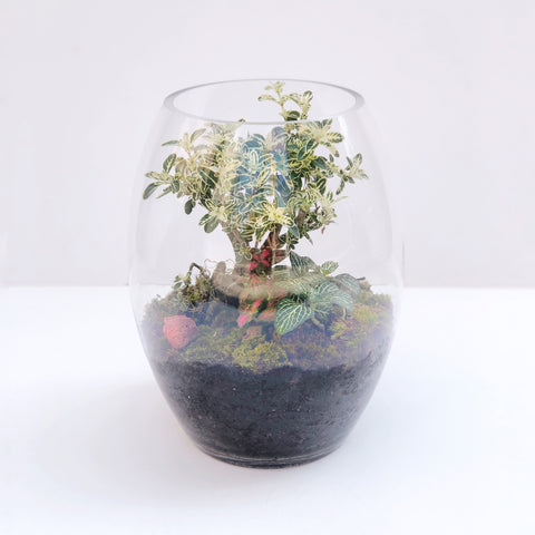 The Bonsai Terrarium