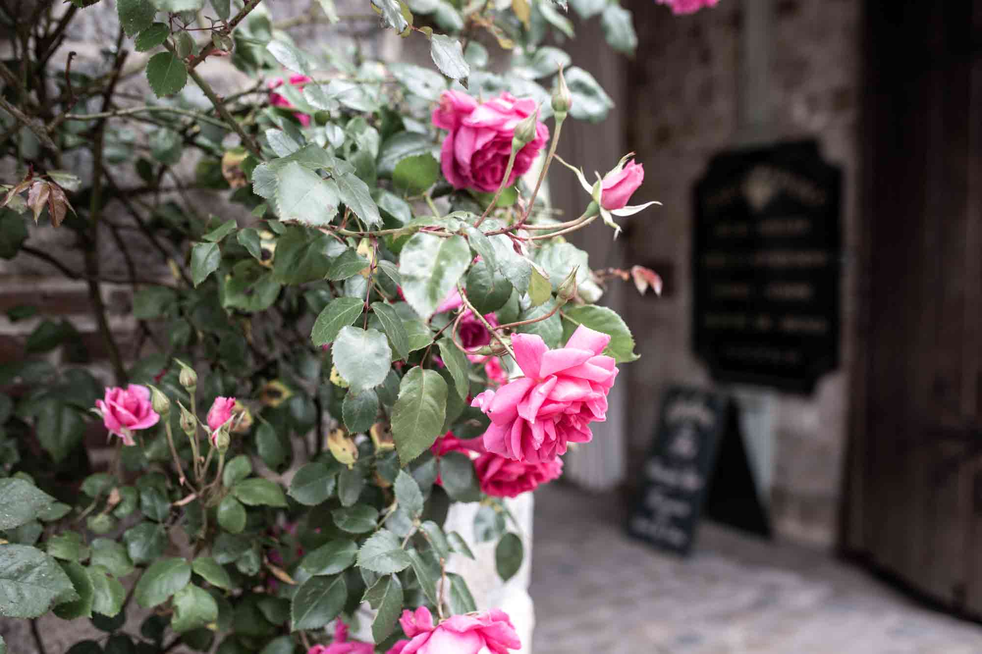 Ajiri Aki Roses