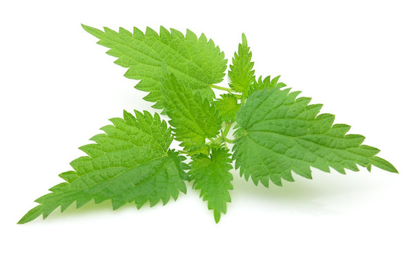 Nettle Leaves