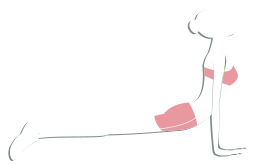 Yoga : Bhujangasana