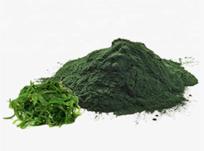 Chlorella