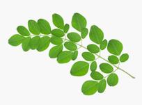 Moringa leaves