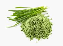 Wheatgrass