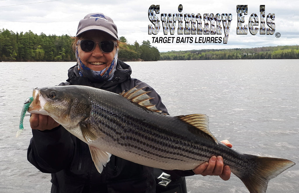 peche au bar rayé raillé striped bass miramichi et gaspésie bais des chaleur swimmy eel