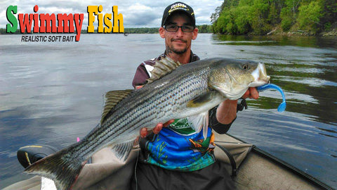 Marc André Aucoin striped bass fishing guide with lure