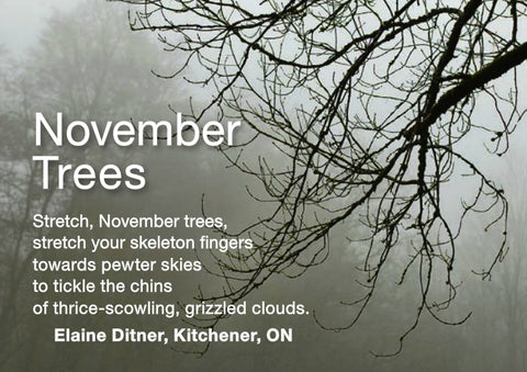 november trees