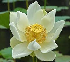 3% Lotus White dilution in Australian Jojoba