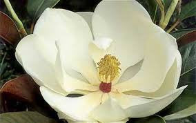 Magnolia Absolute Asia