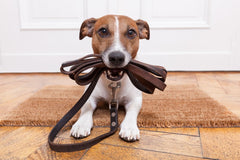 The Top 3 Reasons to Work Out With Your Pet This Summer