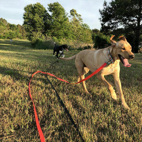 heavy duty dog tether