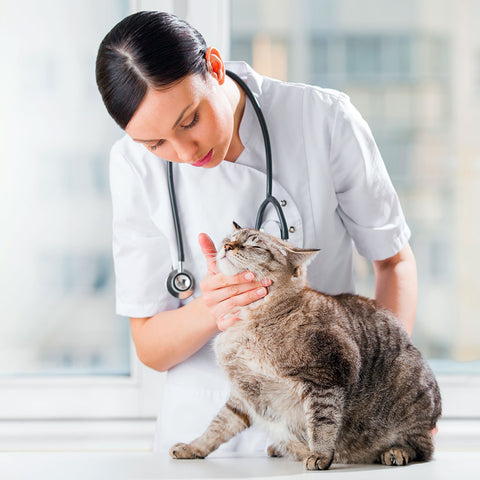 Foundation Skills of Veterinary Nurses