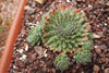 Sempervivum 'Pink Puff' (P/C)
