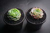 Echeveria elegans x Violet queen