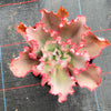 Echeveria 'Takasago no Okina' (Takasago's old man)
