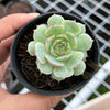Echeveria derenbergii