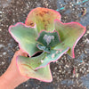 Echeveria 'Etna' (Bump leaf )