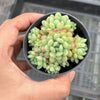 Graptoveria Cutie Beans 'Moemame'