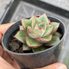 Echeveria 'Dionysos'