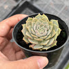 Echeveria 'Silver moon'