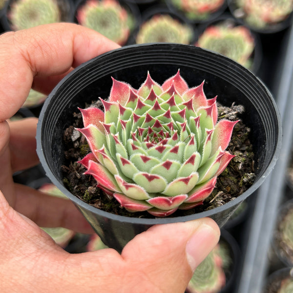 Pine Cone' Sempervivum 植物 | trent.hu