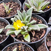 Aloinopsis rubrolineata