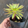 Aeonium 'Mardi Gras'