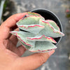 Cotyledon undulata f. variegata