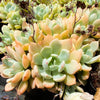 x Graptoveria 'A Grim One' (1 X CUTTING)