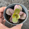 Sedum 'Dark Magic'