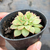 Echeveria Mebina (Single)