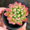 Sedeveria 'Blue Elf'