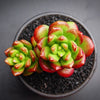 Sedum lucidum 'obesum' (1 X CUTTING)
