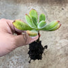 Echeveria pulvinata 'Ruby Blush'