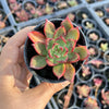 Echeveria 'Benimusume'