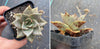 Echeveria 'Tomorrow Land'