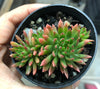 Echeveria 'Bella var. bella'