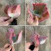 Echeveria 'Etna' (Bump leaf )