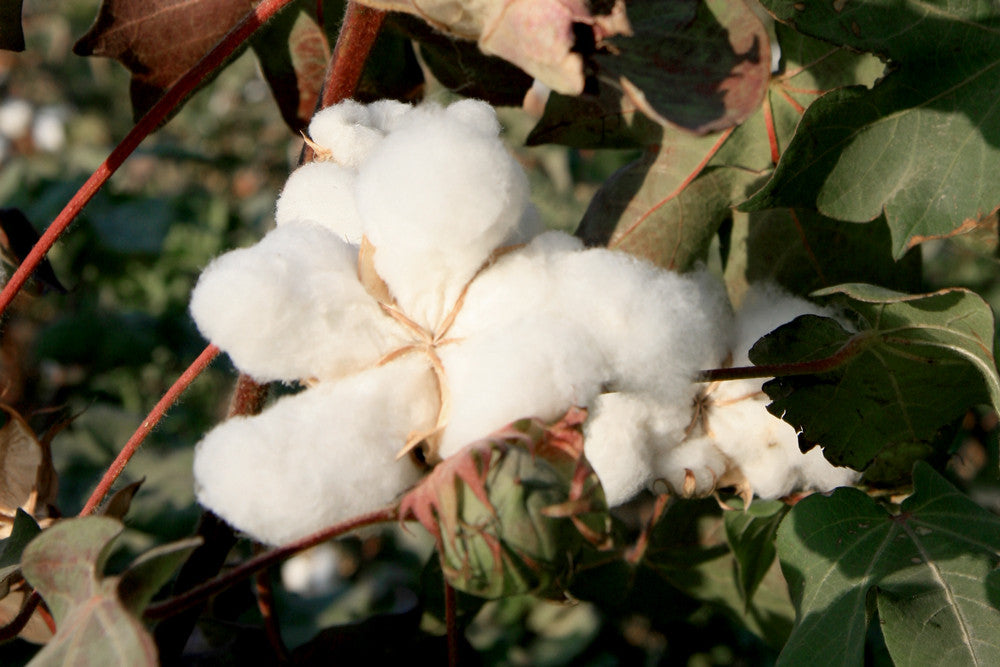 organic-cotton-bio-baumwolle
